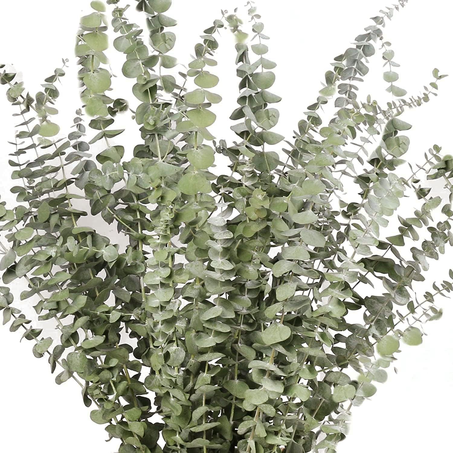 dried_flower - preserved_flower - fake_flower - 14Pcs Dried Eucalyptus Plant Stems for Shower 100% Natural Leaves 17" Branches - Molly Garden - Molly_Garden_Floral