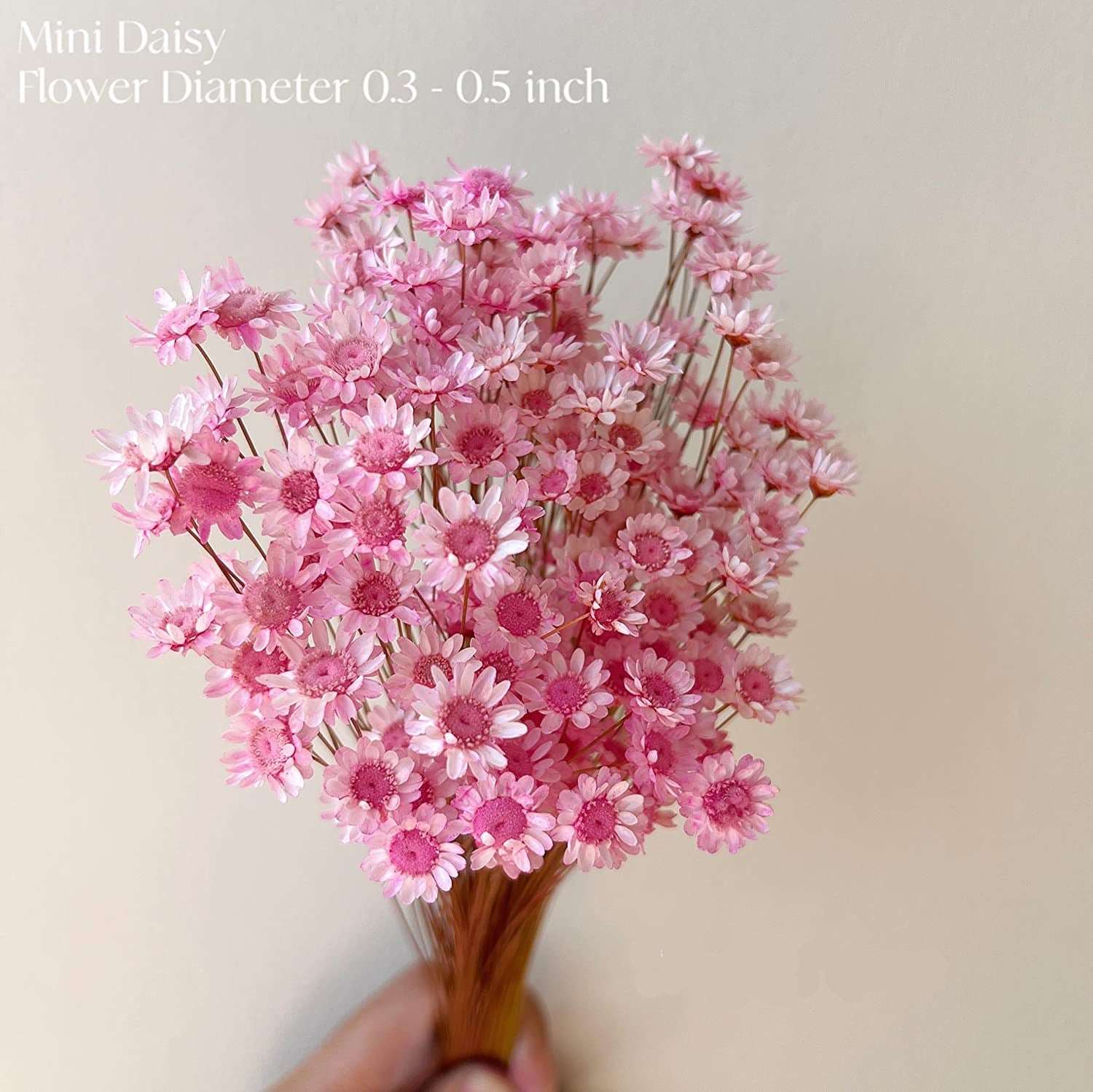 dried_flower - preserved_flower - fake_flower - 200Stems Brazilian Small Star Daisy Dried Flowers Mini Chamomile Bouquet - Molly Garden - Molly_Garden_Floral