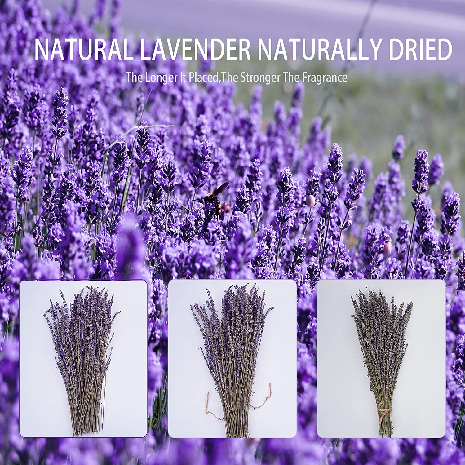 dried_flower - preserved_flower - fake_flower - 280-300Stems 16“ Dried Lavender Bundles Natural Flowers Arrangements for Home - Molly Garden - Molly_Garden_Floral