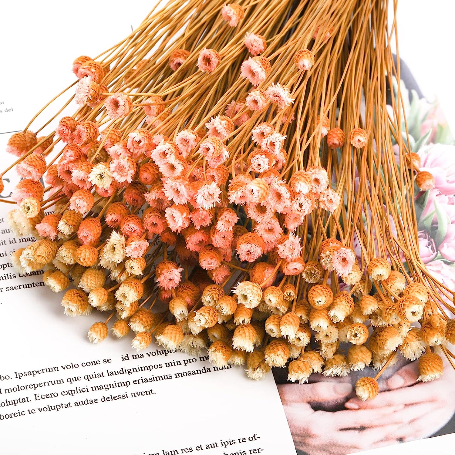 dried_flower - preserved_flower - fake_flower - 300Stems Natural Dry Flowers Brazilian Small Star Daisy Mini Chamomile Bouquet - Molly Garden - Molly_Garden_Floral