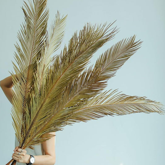 dried_flower - preserved_flower - fake_flower - 6Pcs 33in Boho Dry Sago Palm Leaf, Cycas Revoluta Stem Large Dried Leaves - Molly Garden - Molly_Garden_Floral