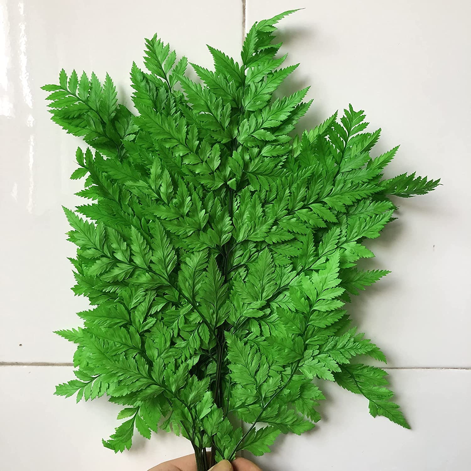 dried_flower - preserved_flower - fake_flower - 10Stems Preserved Real Green Ferns Dried Green Fern Tips Bouquets Flowers - Molly Garden - Molly_Garden_Floral