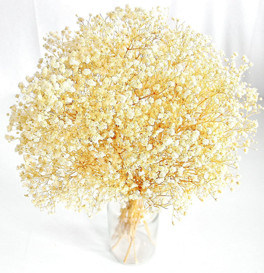 dried_flower - preserved_flower - fake_flower - 3000+Head Ivory White Babys Breath Flower Bouquet with Dry Floral - Molly Garden - Molly_Garden_Floral