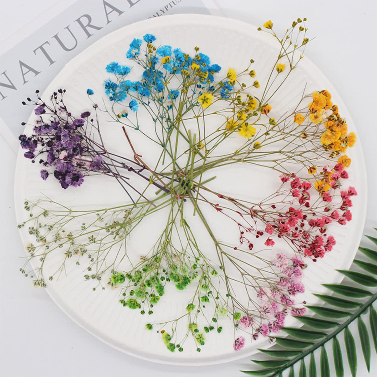 dried_flower - preserved_flower - fake_flower - 36Pcs Dried Pressed Babys Breath Flowers Nature Real Dry Pressing Floral for Resin - Molly Garden - Molly_Garden_Floral