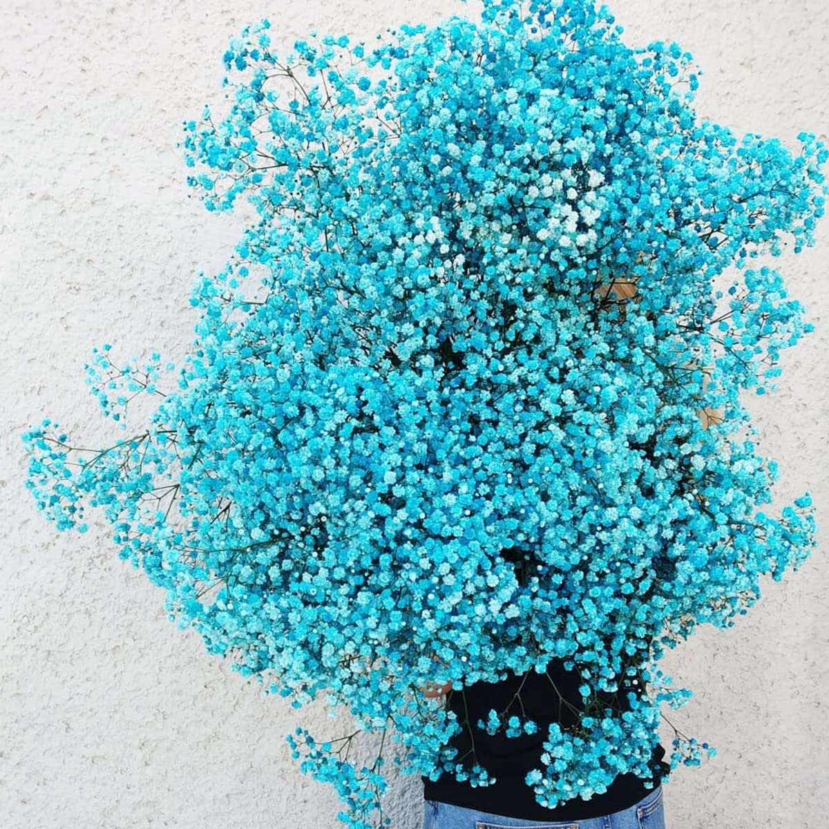 dried_flower - preserved_flower - fake_flower - 2500+Head Dried Flowers Babys Breath Bouquet  Natural Gypsophila Blue - Molly Garden - Molly_Garden_Floral
