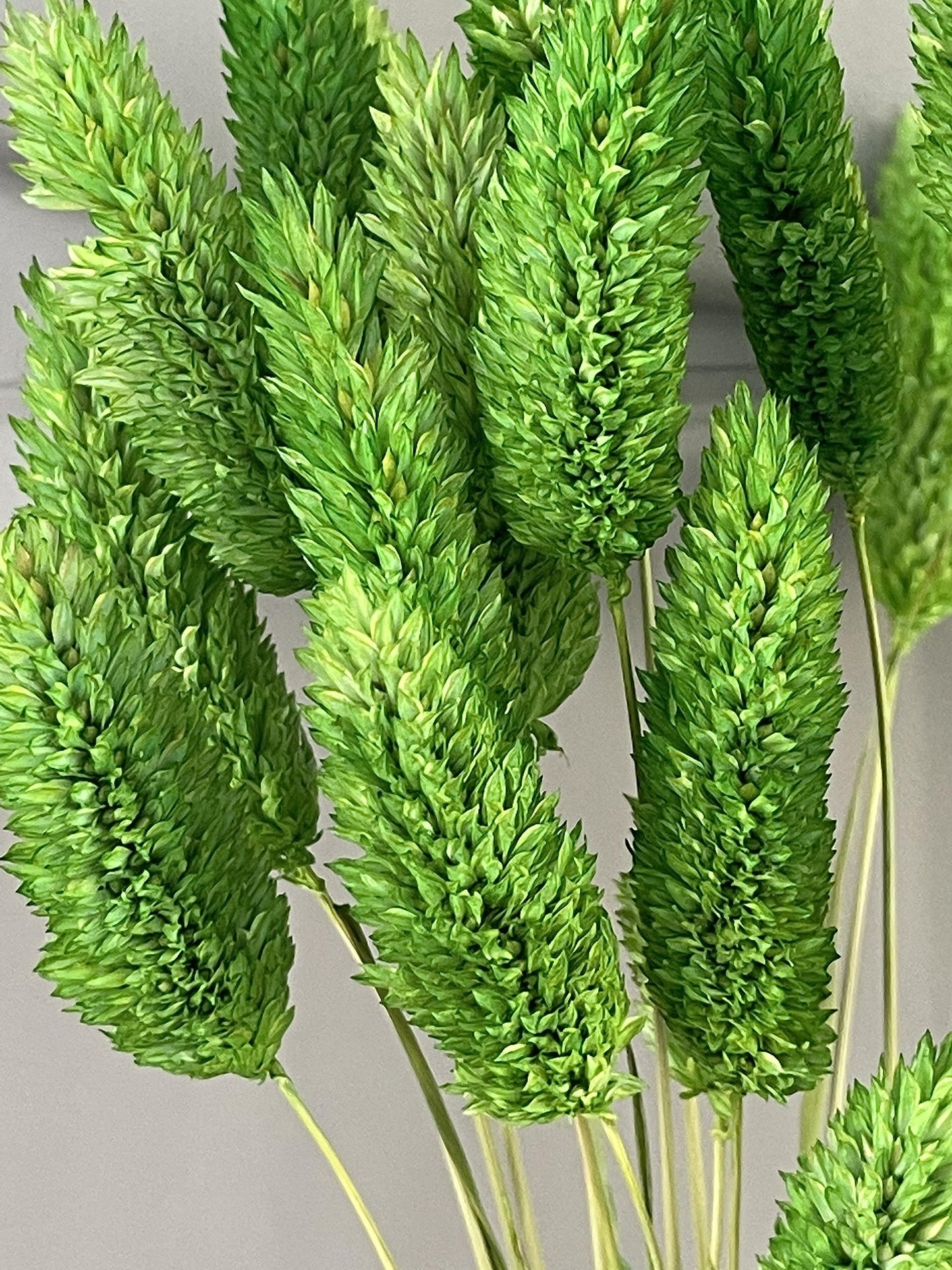 dried_flower - preserved_flower - fake_flower - Floral Gem Grass Natural Dried Flower with Vase Preserved Bouquet Arrangement - Molly Garden - Molly_Garden_Floral