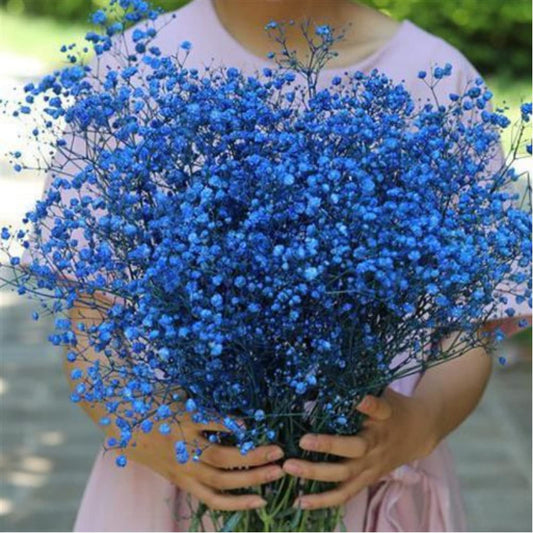 dried_flower - preserved_flower - fake_flower - 2500+Head Dried Flowers Babys Breath Bouquet  Natural Gypsophila Ink Blue - Molly Garden - Molly_Garden_Floral
