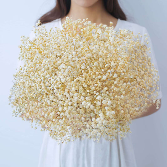dried_flower - preserved_flower - fake_flower - 2500+Head Dried Flowers Babys Breath Bouquet  Natural Gypsophila Ivory White - Molly Garden - Molly_Garden_Floral