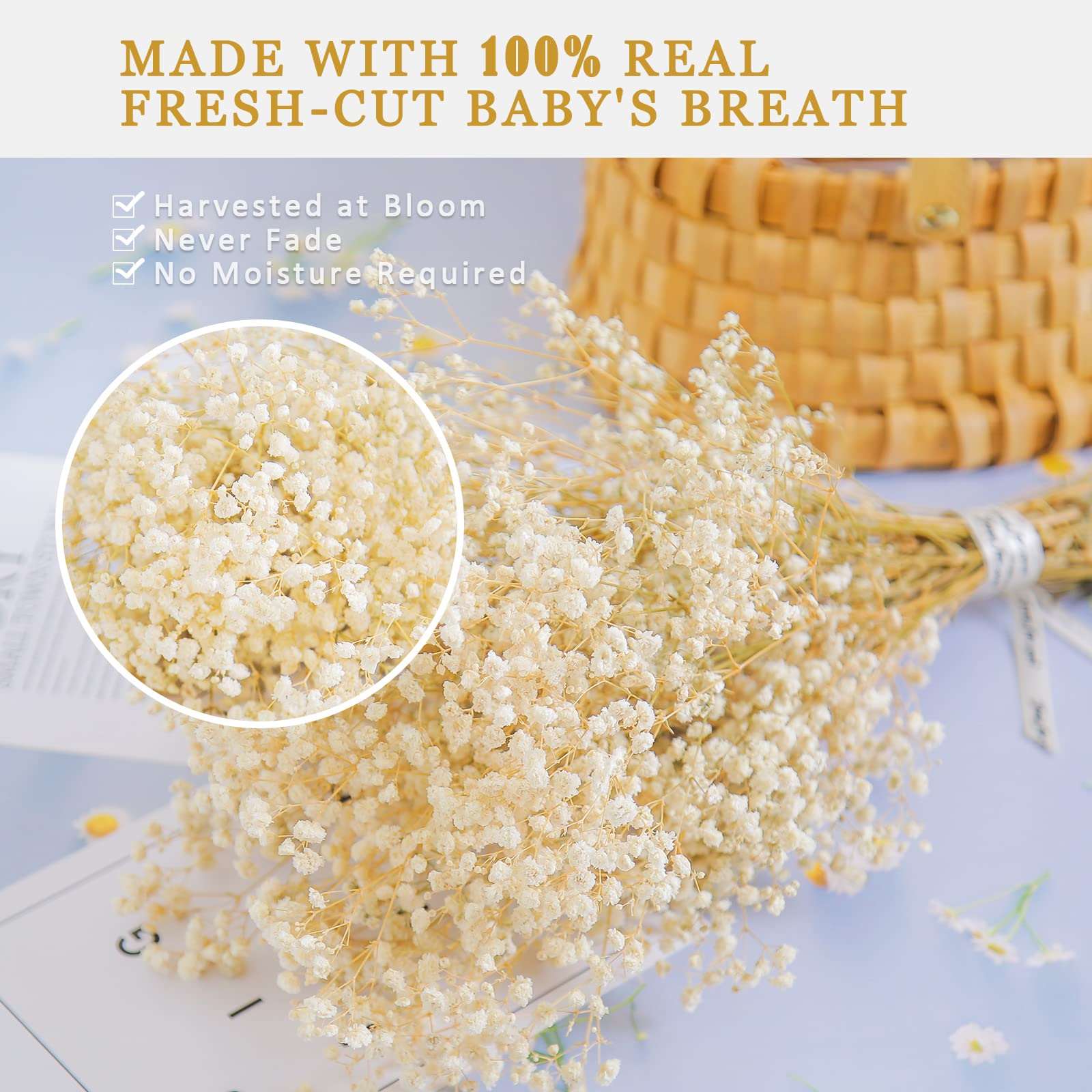 dried_flower - preserved_flower - fake_flower - 2500+Head Dried Flowers Babys Breath Bouquet  Natural Gypsophila Ivory White - Molly Garden - Molly_Garden_Floral