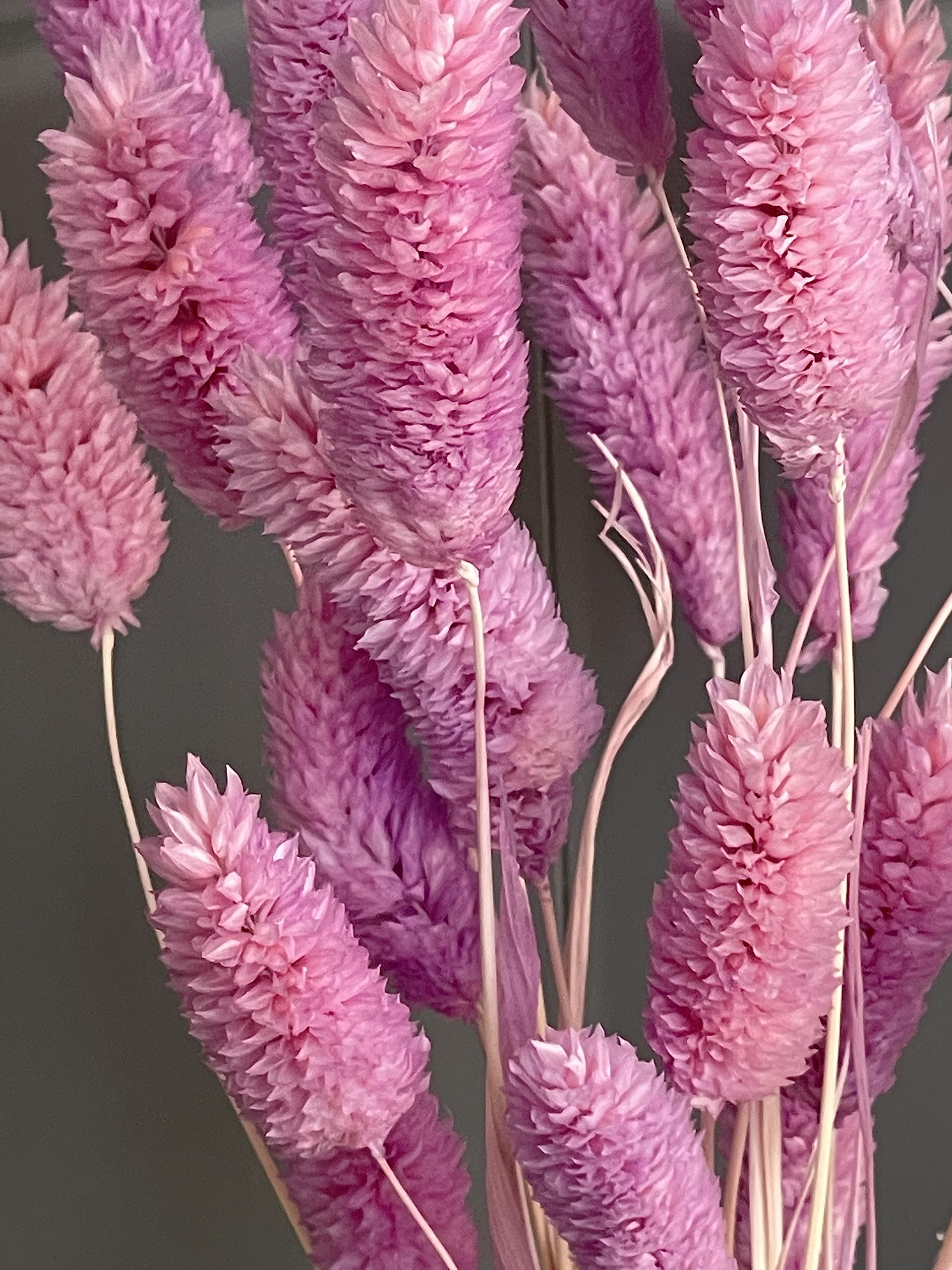 dried_flower - preserved_flower - fake_flower - Floral Gem Grass Natural Dried Flower with Vase Preserved Bouquet Arrangement - Molly Garden - Molly_Garden_Floral