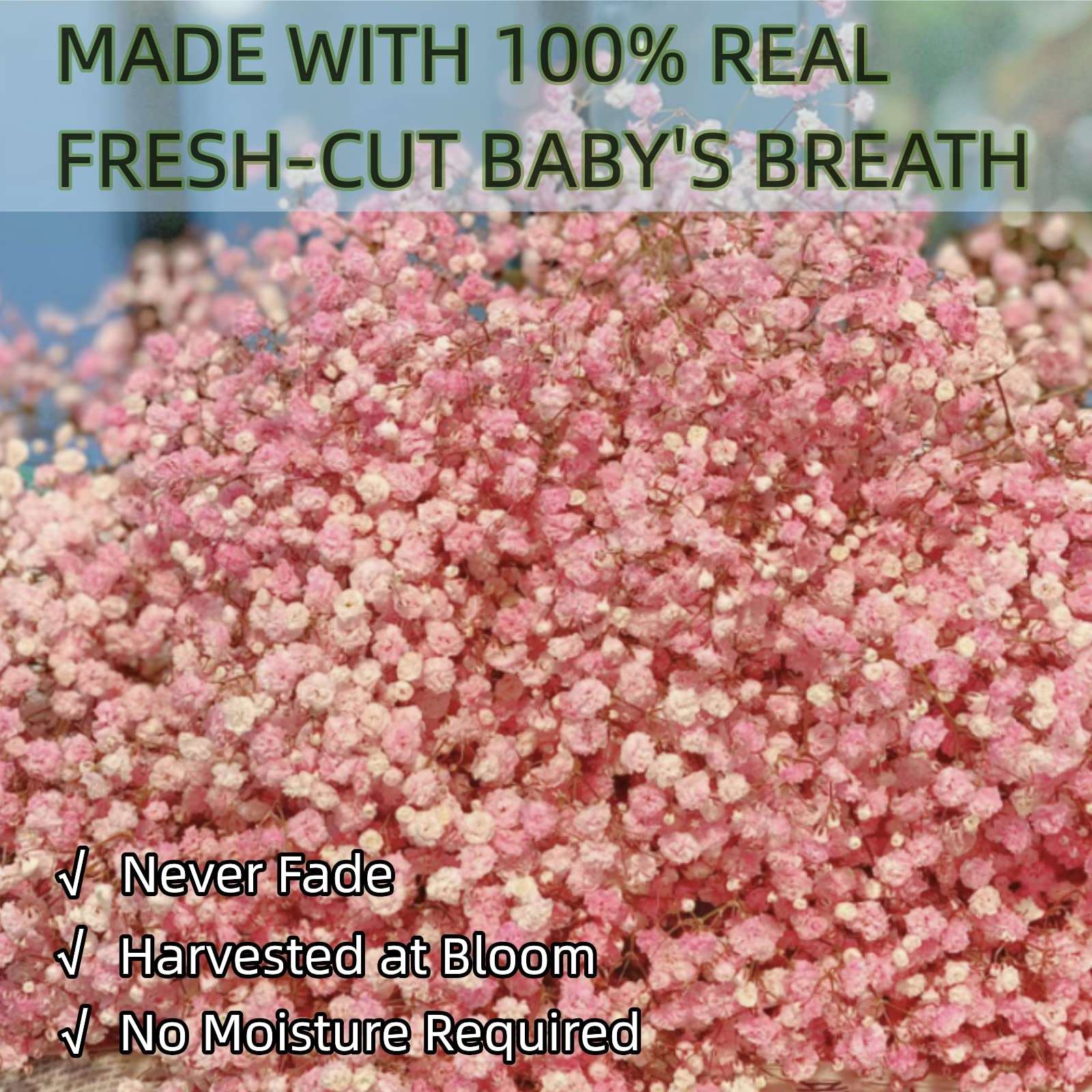dried_flower - preserved_flower - fake_flower - 2500+Head Dried Flowers Babys Breath Bouquet  Natural Gypsophila Pink - Molly Garden - Molly_Garden_Floral