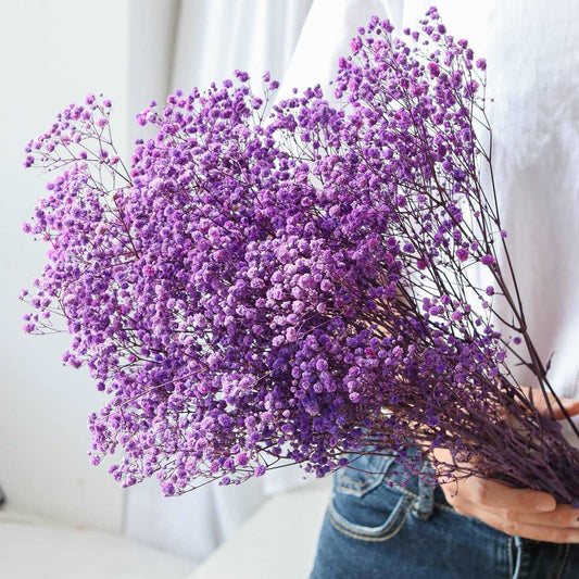 dried_flower - preserved_flower - fake_flower - 2500+Head Dried Flowers Babys Breath Bouquet  Natural Gypsophila Purple - Molly Garden - Molly_Garden_Floral