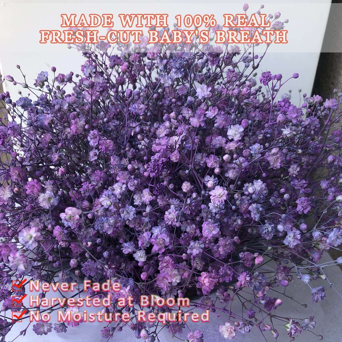 dried_flower - preserved_flower - fake_flower - 2500+Head Dried Flowers Babys Breath Bouquet  Natural Gypsophila Purple - Molly Garden - Molly_Garden_Floral