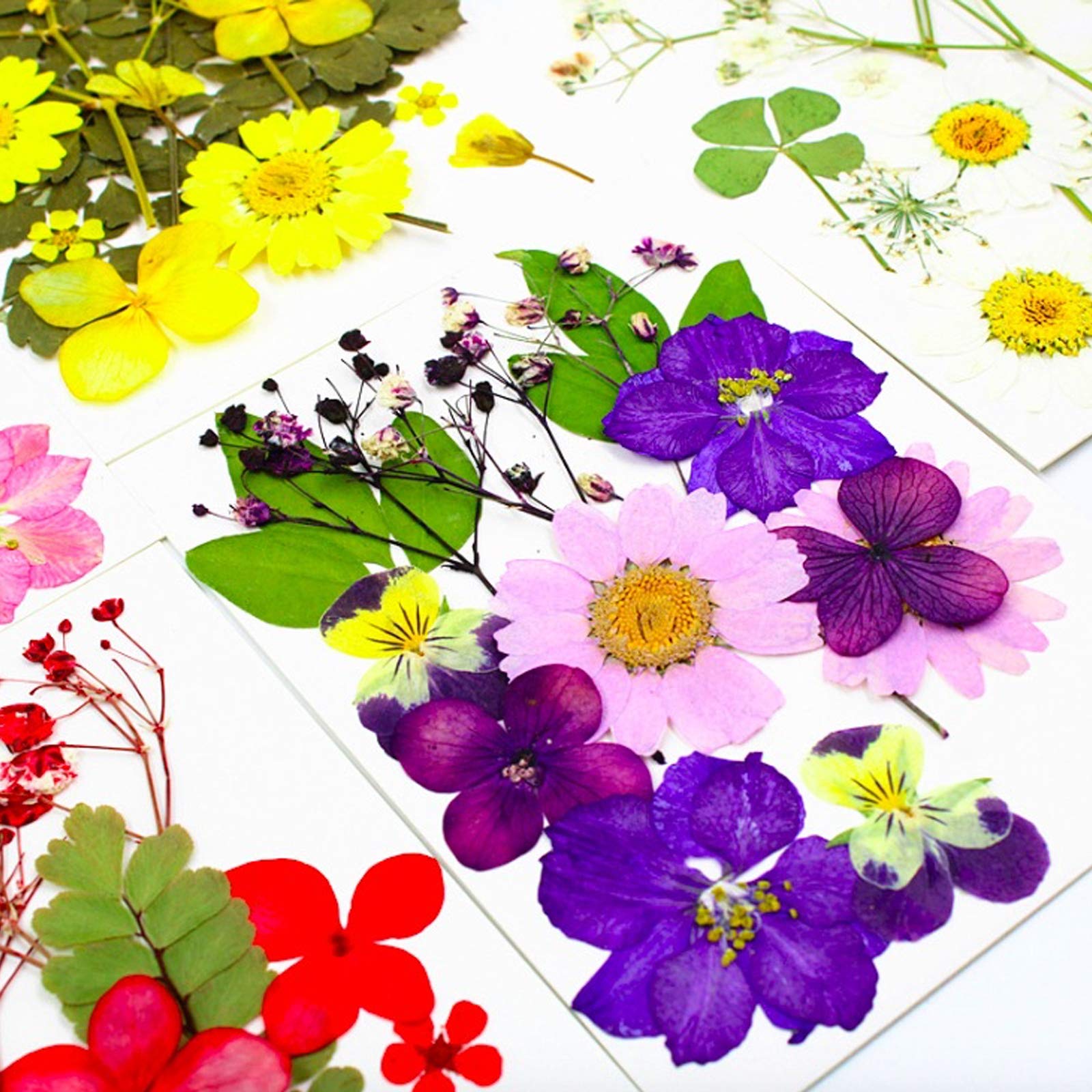 dried_flower - preserved_flower - fake_flower - Pressed Dried Flowers for Resin Molds Real Natural Floral Leave for DIY Crafts - Molly Garden - Molly_Garden_Floral
