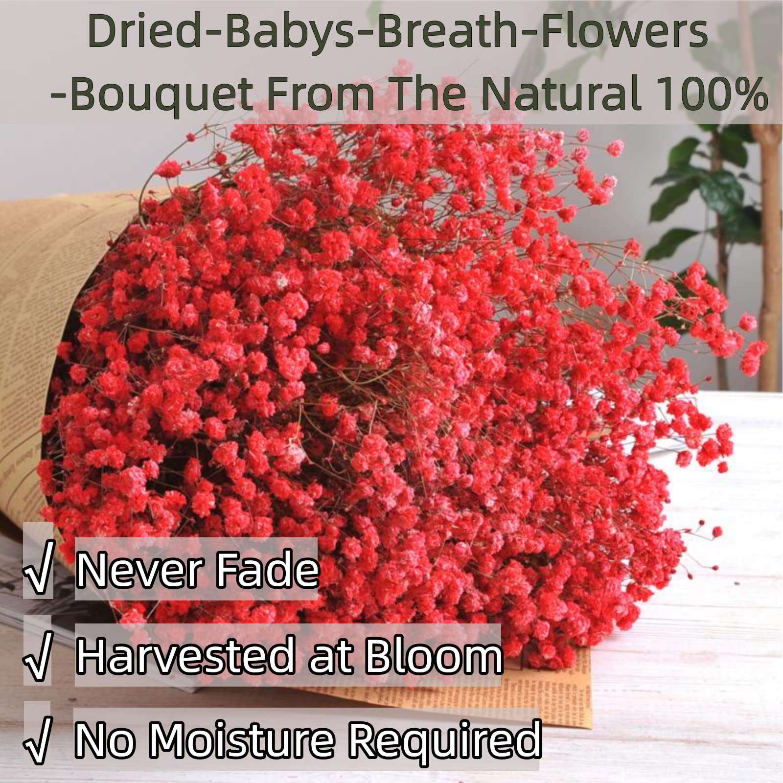 dried_flower - preserved_flower - fake_flower - 2500+Head Dried Flowers Babys Breath Bouquet  Natural Gypsophila Red - Molly Garden - Molly_Garden_Floral
