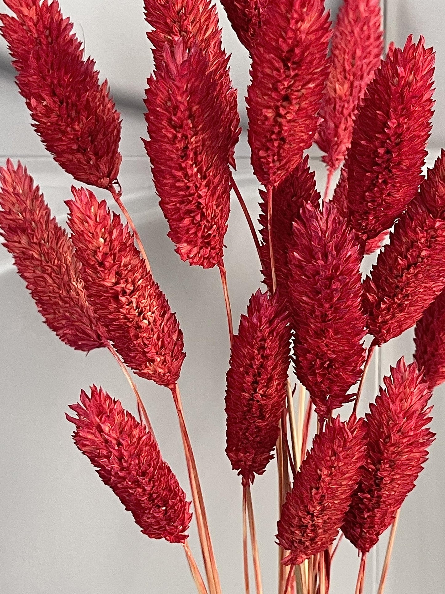 dried_flower - preserved_flower - fake_flower - Floral Gem Grass Natural Dried Flower with Vase Preserved Bouquet Arrangement - Molly Garden - Molly_Garden_Floral