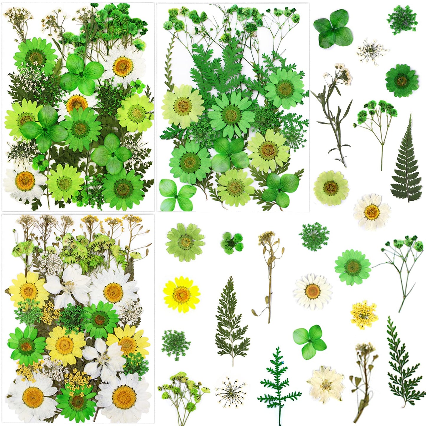 dried_flower - preserved_flower - fake_flower - Pressed Dried Flowers for Resin Molds Real Natural Floral Leave for DIY Crafts - Molly Garden - Molly_Garden_Floral