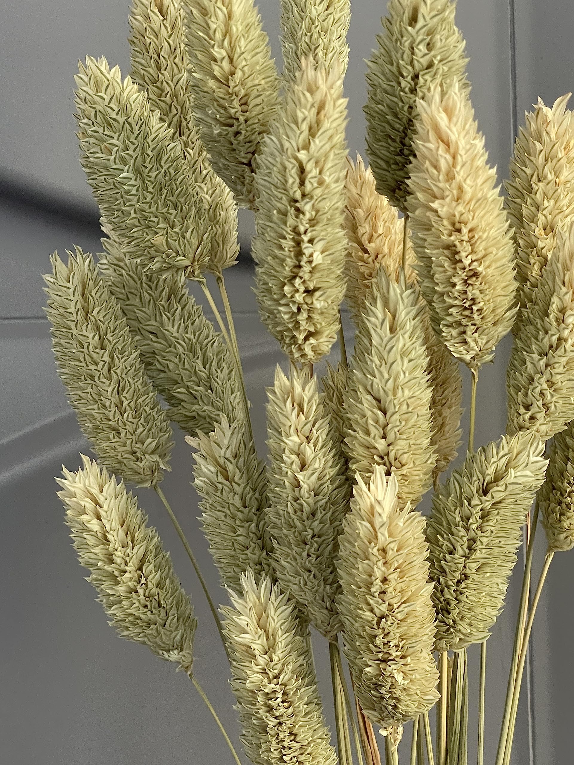 dried_flower - preserved_flower - fake_flower - Floral Gem Grass Natural Dried Flower with Vase Preserved Bouquet Arrangement - Molly Garden - Molly_Garden_Floral