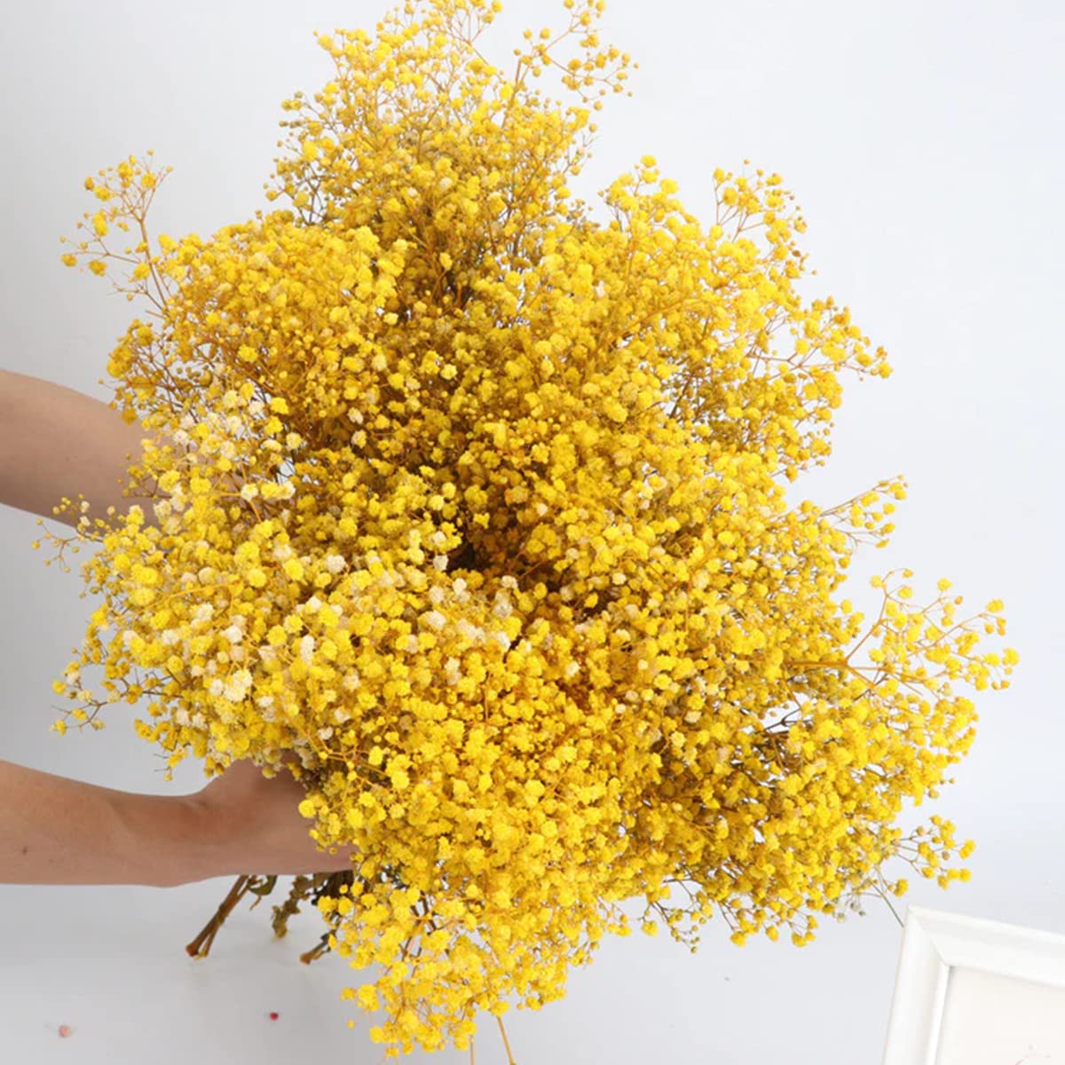 dried_flower - preserved_flower - fake_flower - 2500+Head Dried Flowers Babys Breath Bouquet  Natural Gypsophila Yellow - Molly Garden - Molly_Garden_Floral